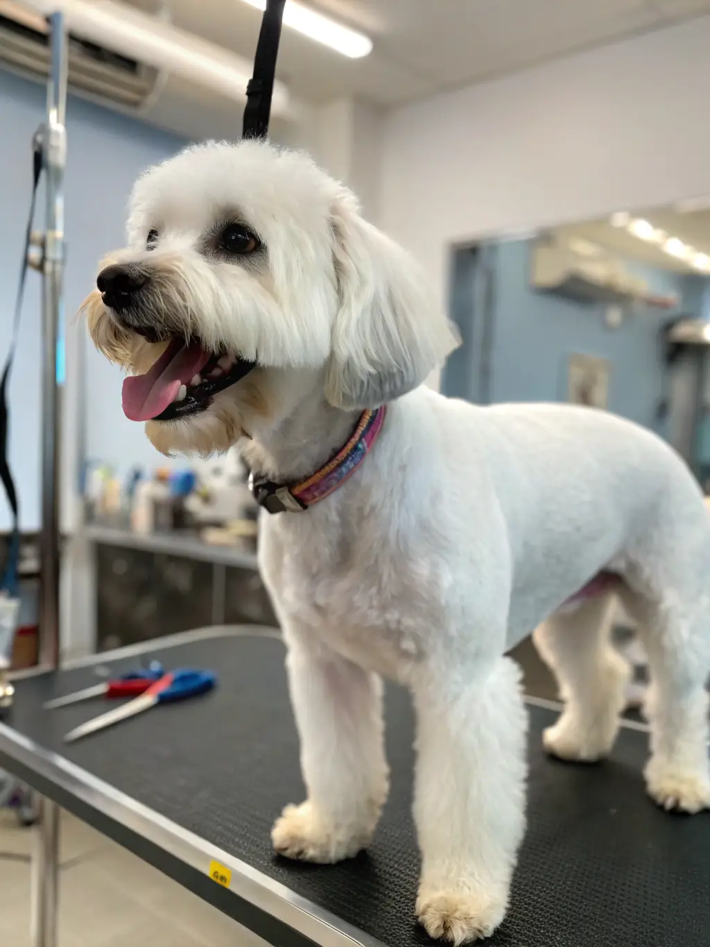 A small Shih Tzu before and after a grooming session, showing a significant transformation with a clean, adorable haircut, photographed against a neutral background.